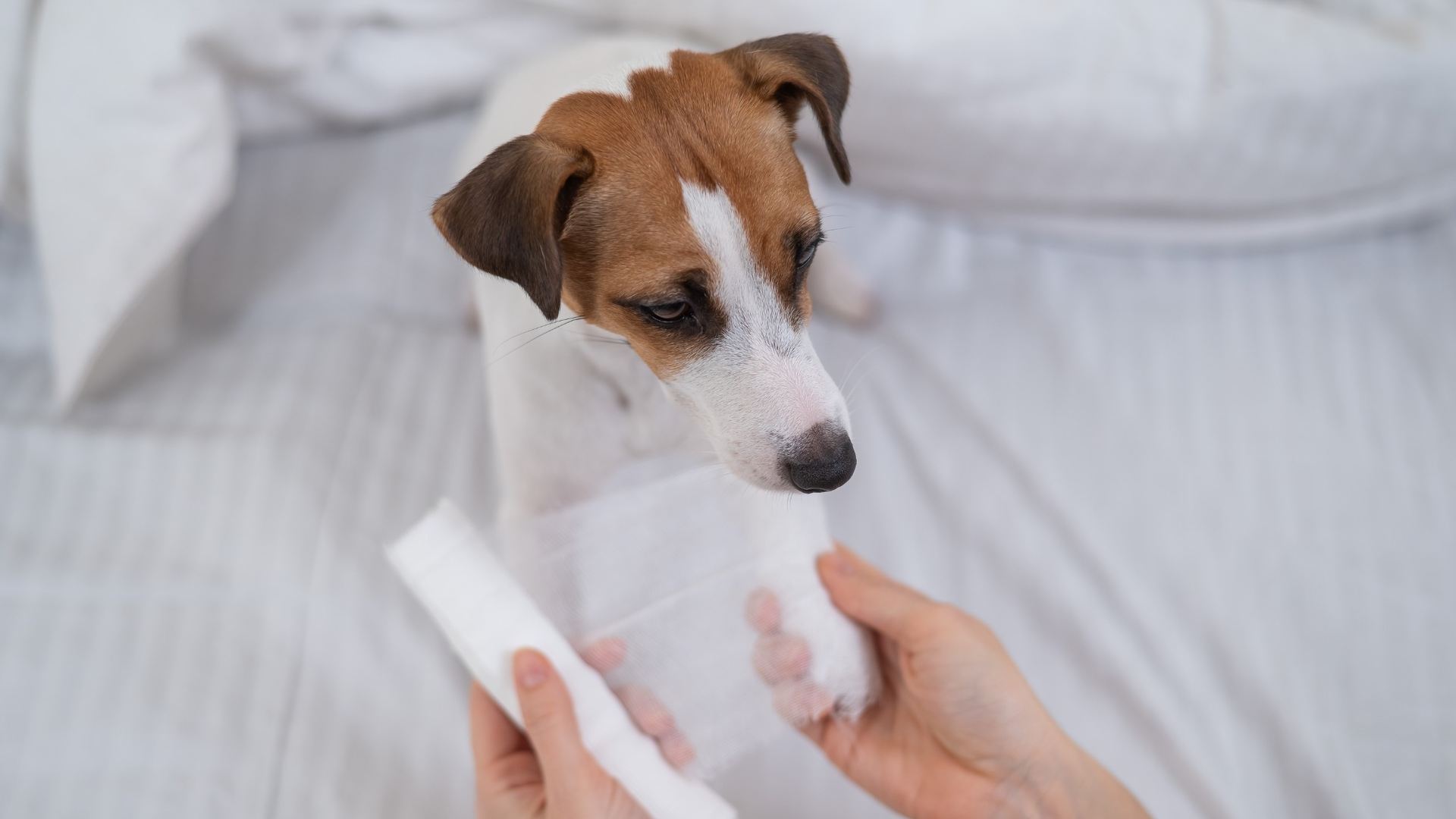 Come evitare infezioni nelle ferite degli animali da compagnia?