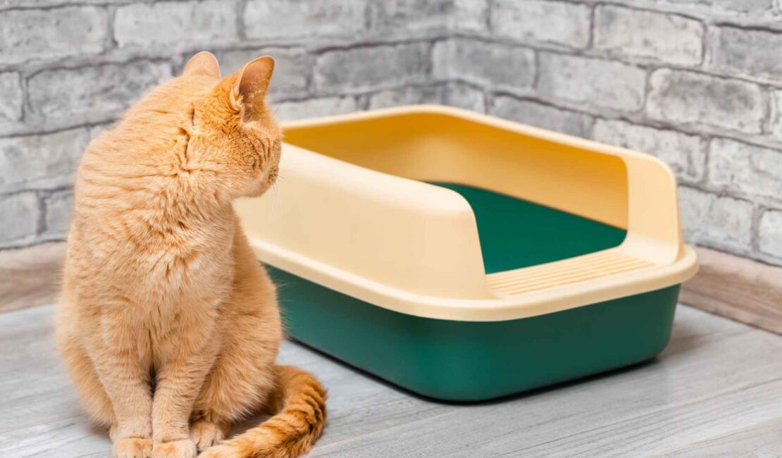 Episodi di diarrea acuta nel gatto cosa fare?