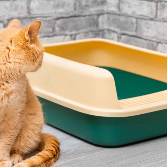 Episodi di diarrea acuta nel gatto cosa fare?