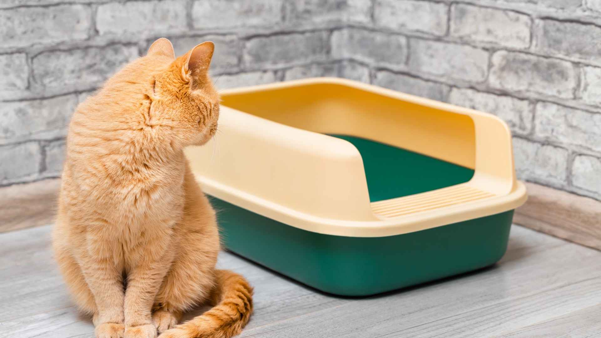 Episodi di diarrea acuta nel gatto cosa fare?