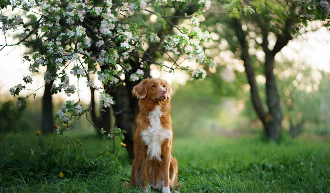Gli ingredienti naturali per la salute della vescica del cane