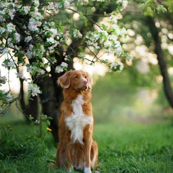 Gli ingredienti naturali per la salute della vescica del cane