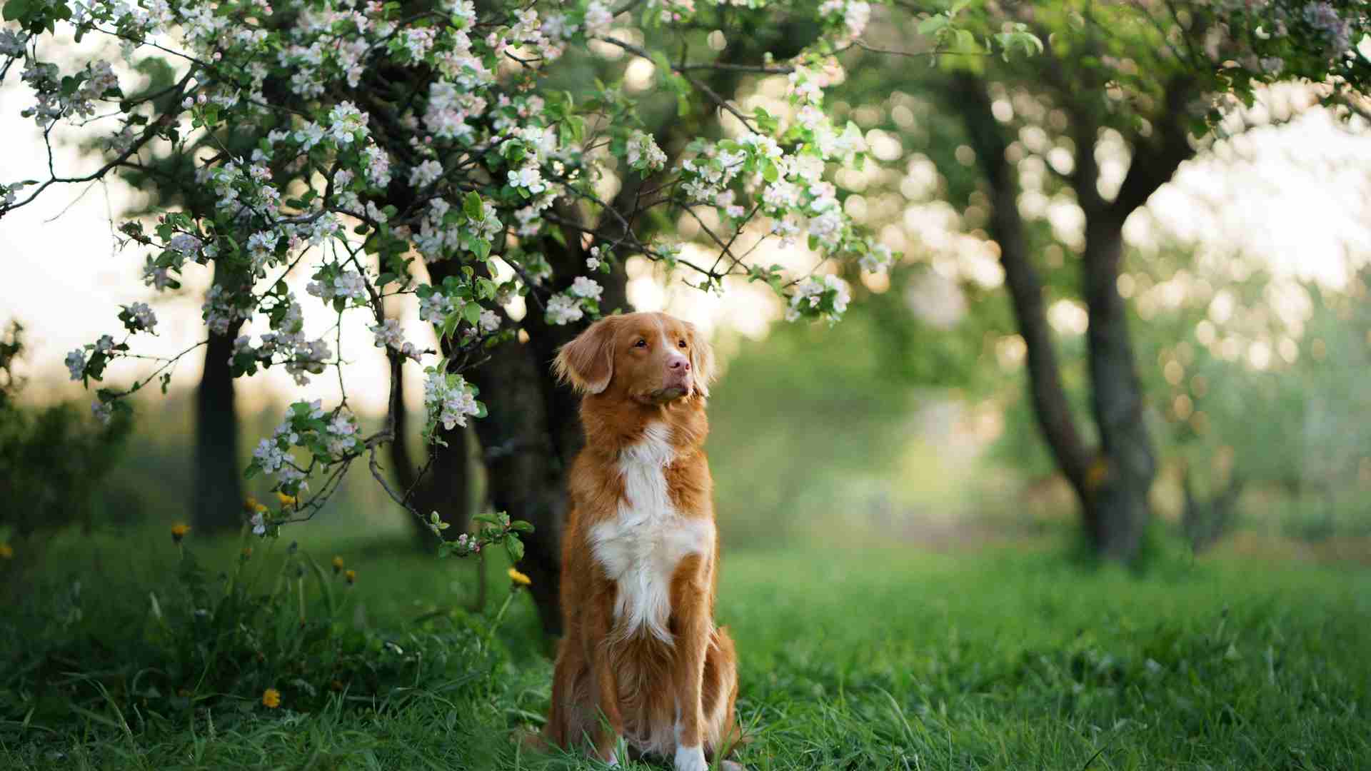 Gli ingredienti naturali per la salute della vescica del cane