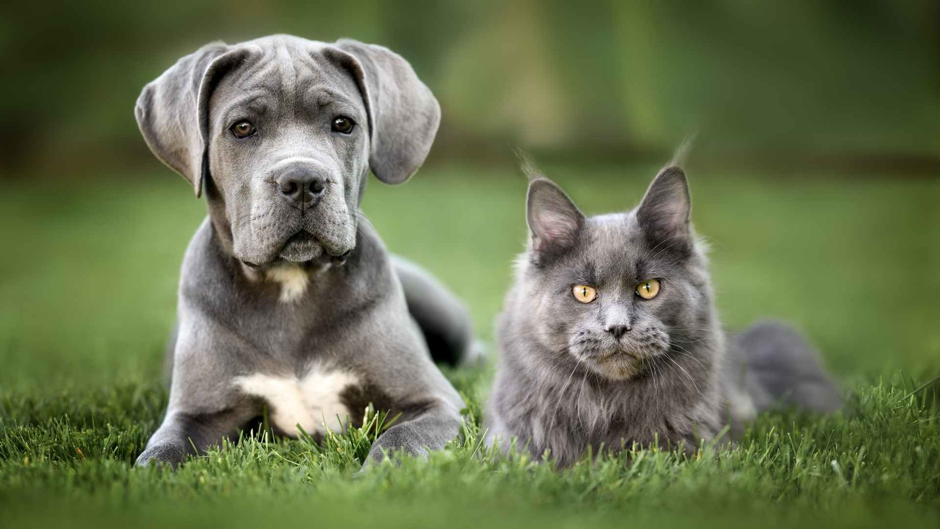 Disintossicare il fegato del tuo pet - l'alternativa naturale