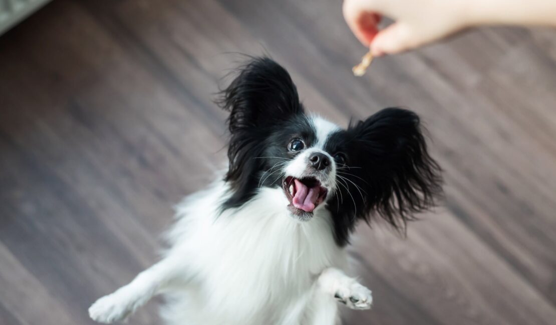 L'appetito nel cane cambia- Un segnale da monitorare