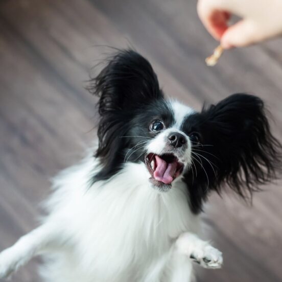 L'appetito nel cane cambia- Un segnale da monitorare