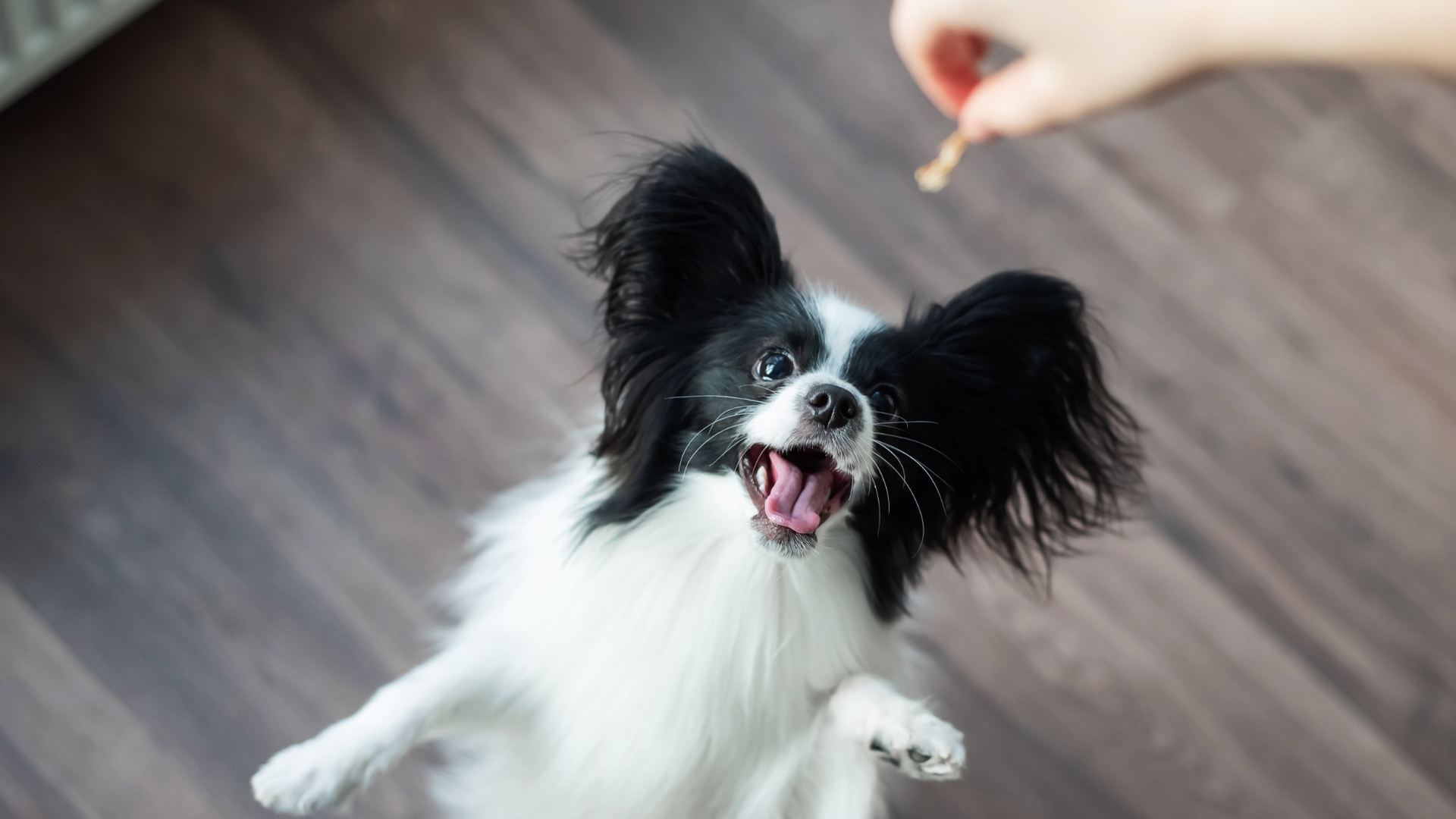 L'appetito nel cane cambia- Un segnale da monitorare