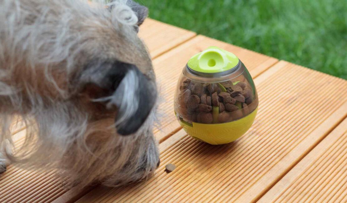 Mettere il cane a dieta? Bastano solo le crocchette giuste