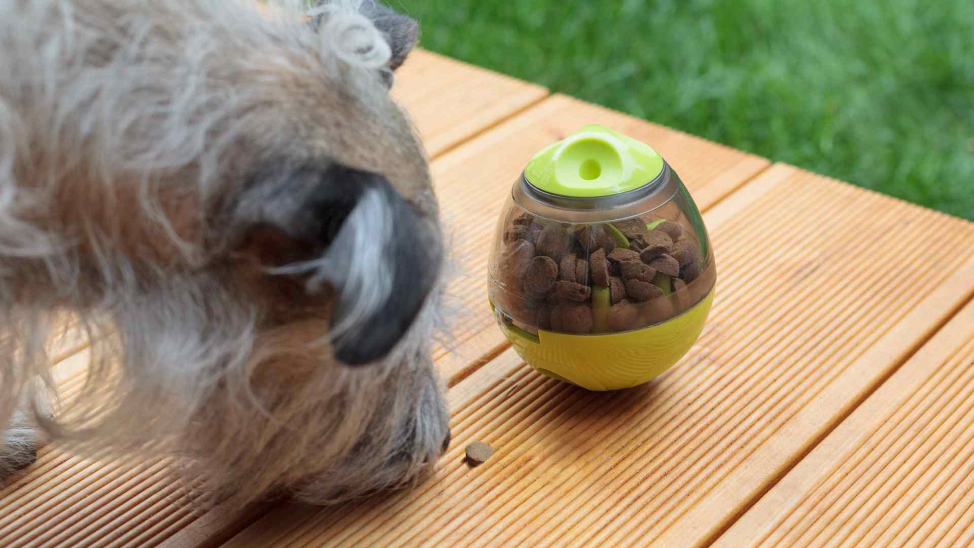 Mettere il cane a dieta? Bastano solo le crocchette giuste