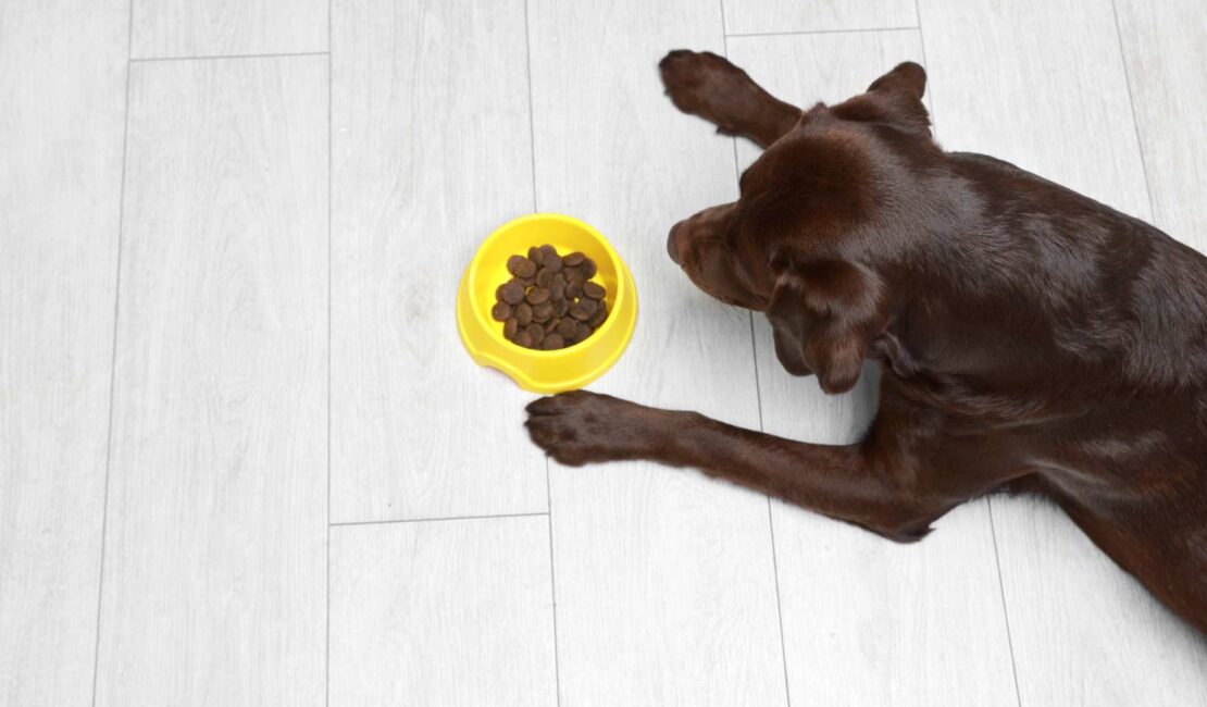 Quali sono le migliori crocchette ad alta digeribilità per i cani?