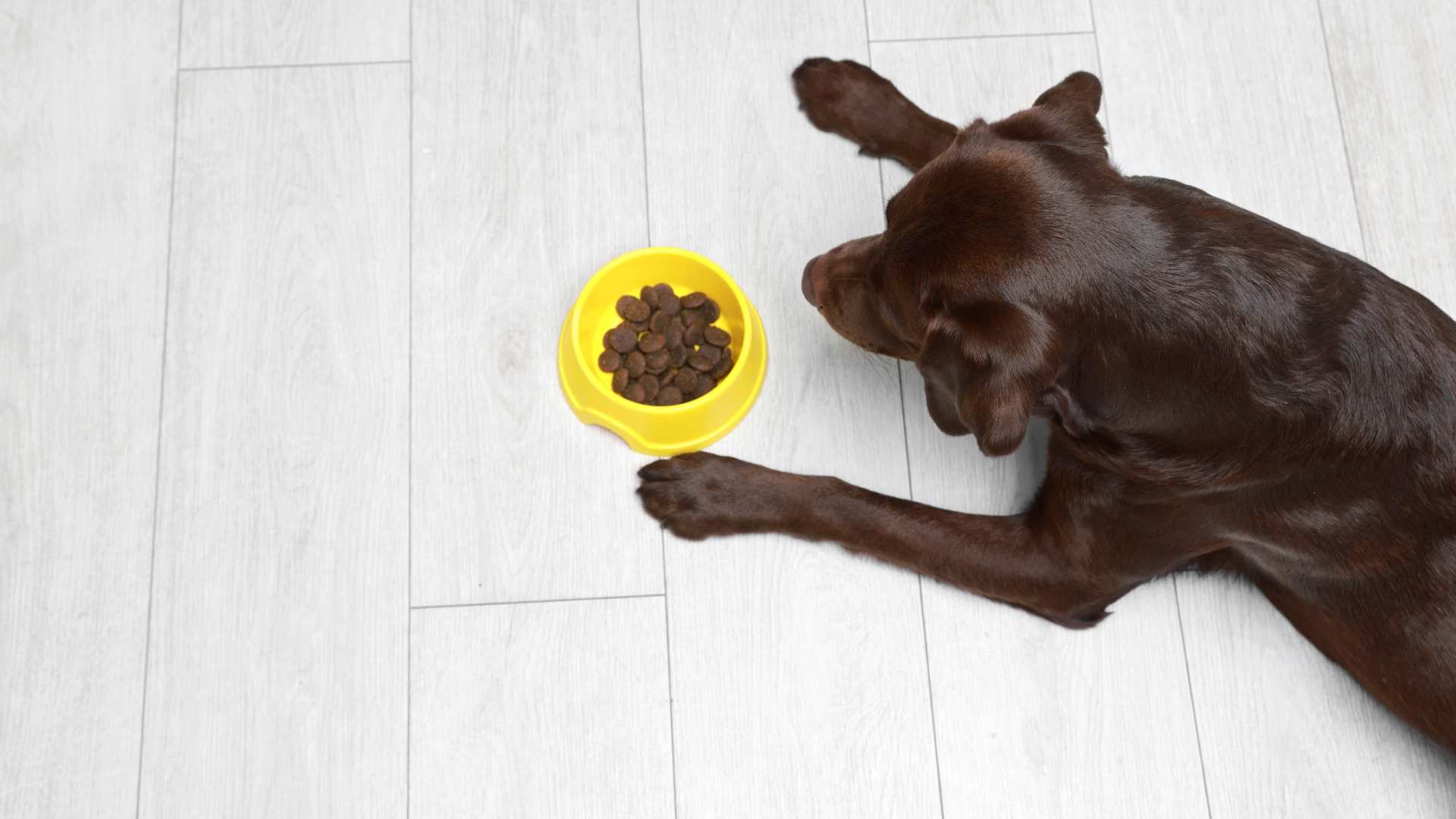 Quali sono le migliori crocchette ad alta digeribilità per i cani?